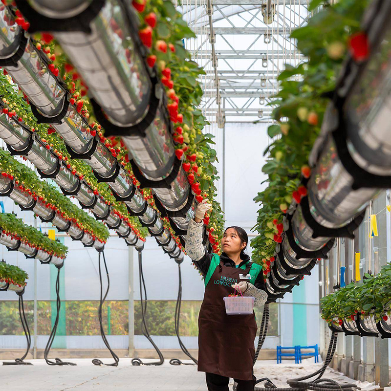 南京市植物工厂空中草莓 - 厂家