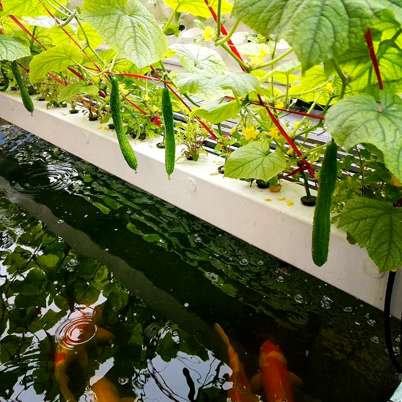 南京市水培蔬菜鱼菜共生 - 厂家